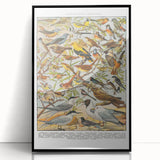 Vintage Animal Art - Detailed Bird Species Illustration Print