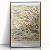 Vintage Animal Art - Detailed Bird Species Illustration Print