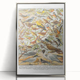 Vintage Animal Art - Detailed Bird Species Illustration Print