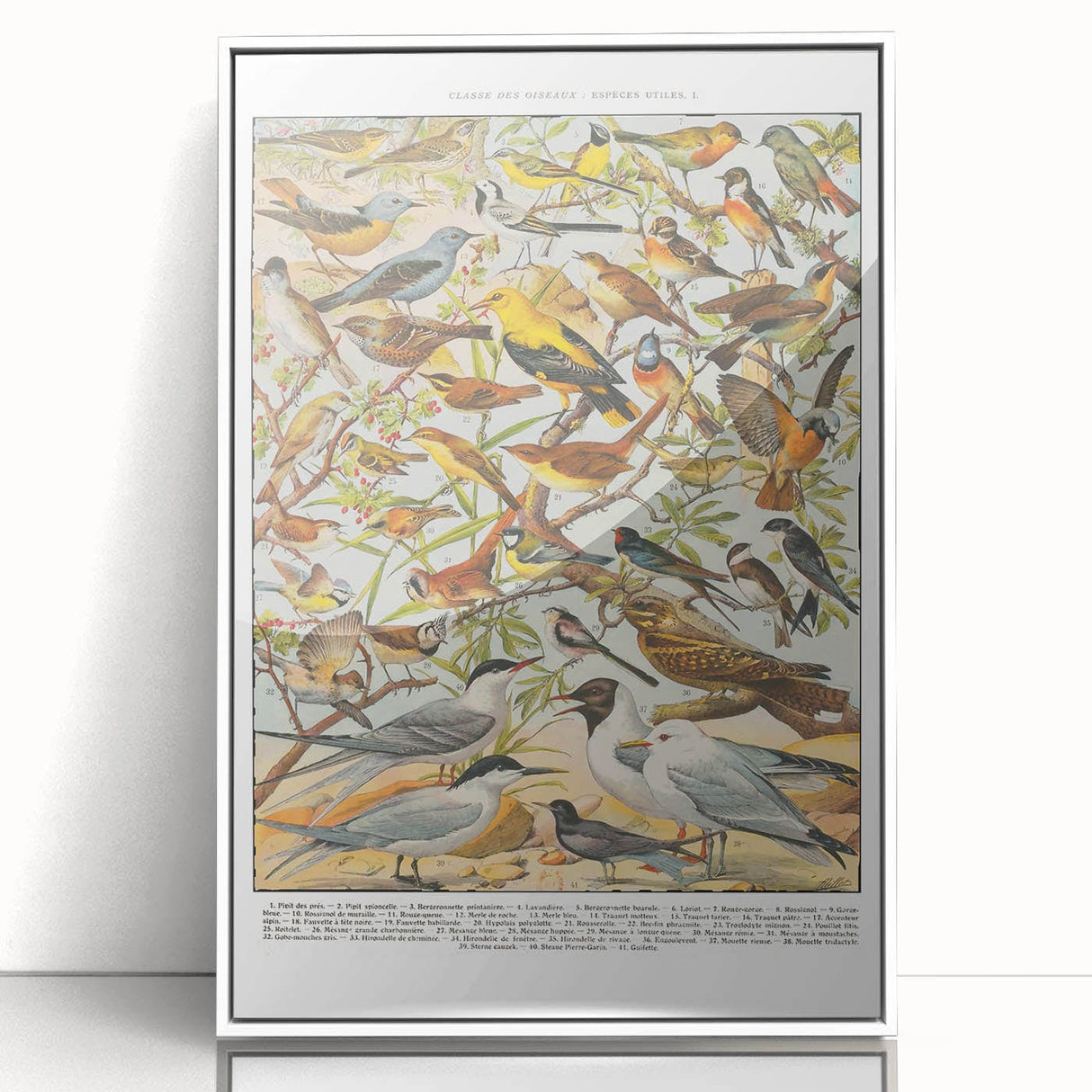 Vintage Animal Art - Detailed Bird Species Illustration Print