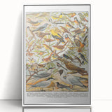 Vintage Animal Art - Detailed Bird Species Illustration Print