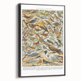 Vintage Animal Art - Detailed Bird Species Illustration Print