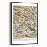 Vintage Animal Art - Detailed Bird Species Illustration Print