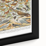 Vintage Animal Art - Detailed Bird Species Illustration Print