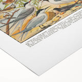 Vintage Animal Art - Detailed Bird Species Illustration Print