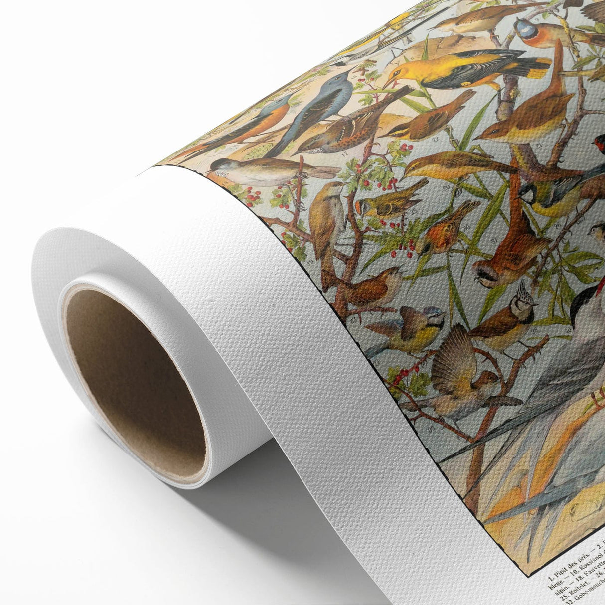 Vintage Animal Art - Detailed Bird Species Illustration Print