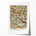 Vintage Animal Art - Detailed Bird Species Illustration Print