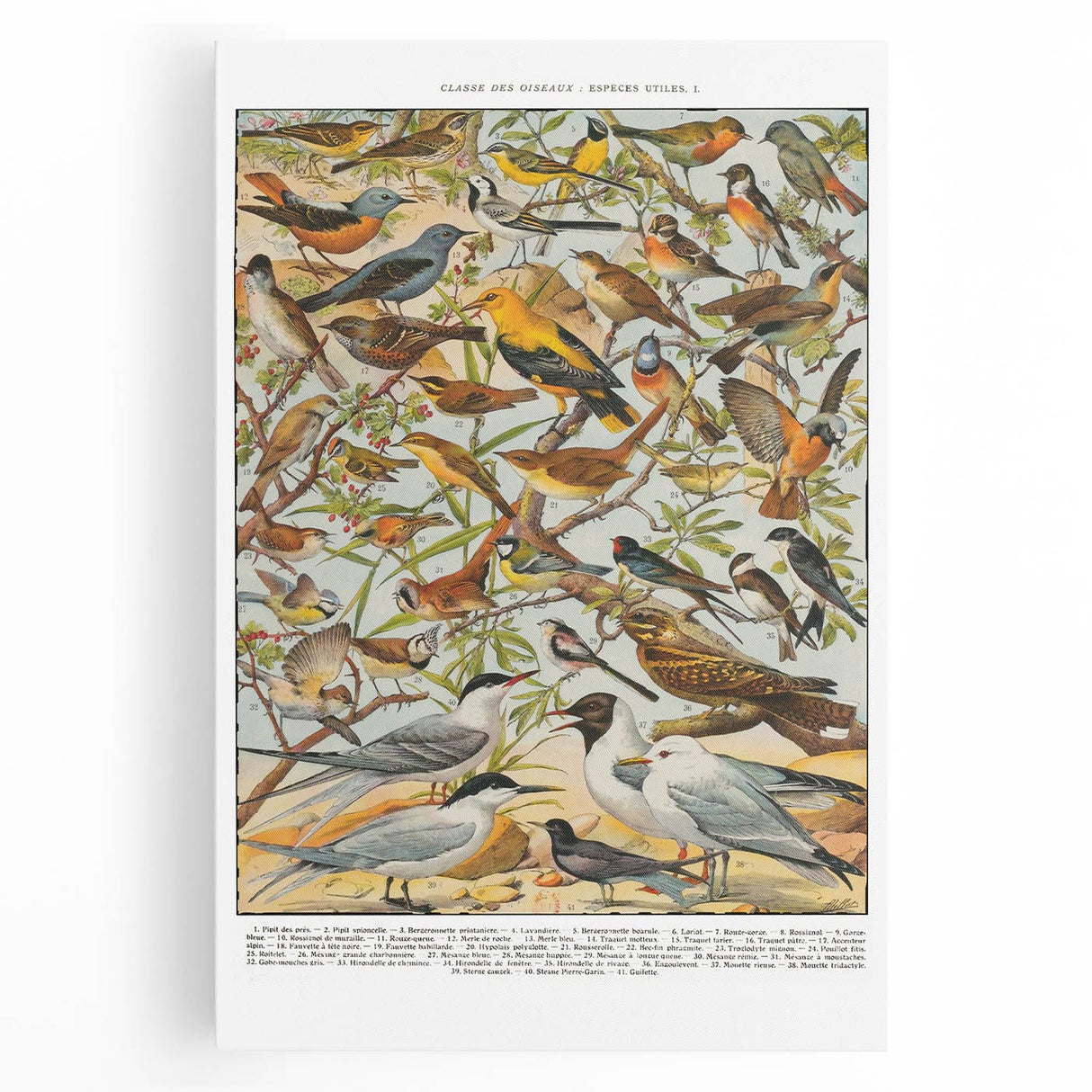 Vintage Animal Art - Detailed Bird Species Illustration Print