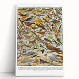 Vintage Animal Art - Detailed Bird Species Illustration Print
