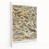 Vintage Animal Art - Detailed Bird Species Illustration Print