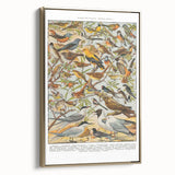Vintage Animal Art - Detailed Bird Species Illustration Print