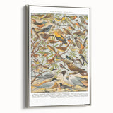 Vintage Animal Art - Detailed Bird Species Illustration Print