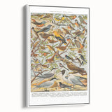 Vintage Animal Art - Detailed Bird Species Illustration Print