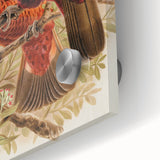 Vintage Animal Art: Parrot Illustration Art Print