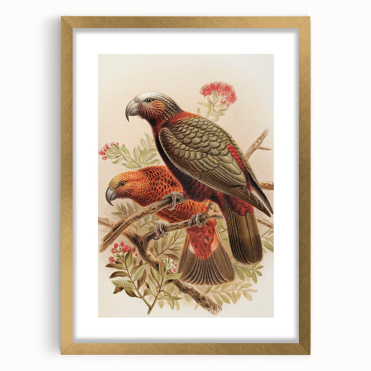 Vintage Animal Art: Parrot Illustration Art Print