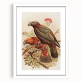 Vintage Animal Art: Parrot Illustration Art Print