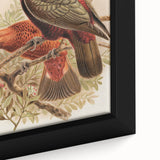 Vintage Animal Art: Parrot Illustration Art Print