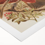 Vintage Animal Art: Parrot Illustration Art Print