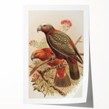 Vintage Animal Art: Parrot Illustration Art Print