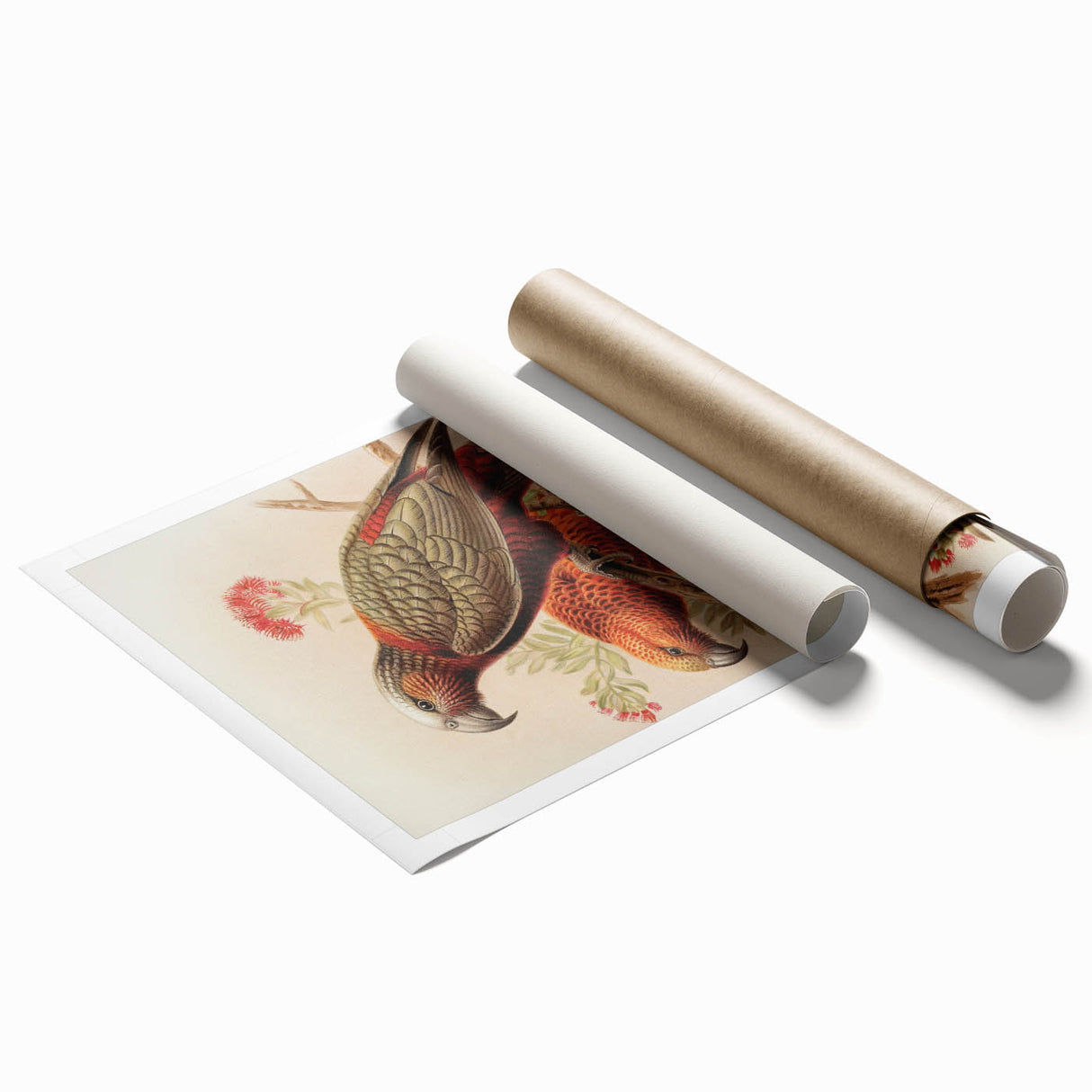 Vintage Animal Art: Parrot Illustration Art Print