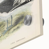 Vintage Animal Art: Seagull Illustration Art Print