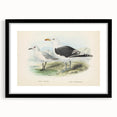 Vintage Animal Art: Seagull Illustration Art Print