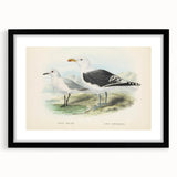 Vintage Animal Art: Seagull Illustration Art Print
