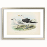 Vintage Animal Art: Seagull Illustration Art Print