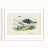Vintage Animal Art: Seagull Illustration Art Print