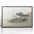 Vintage Animal Art: Seagull Illustration Art Print