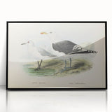 Vintage Animal Art: Seagull Illustration Art Print