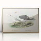 Vintage Animal Art: Seagull Illustration Art Print