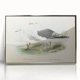 Vintage Animal Art: Seagull Illustration Art Print