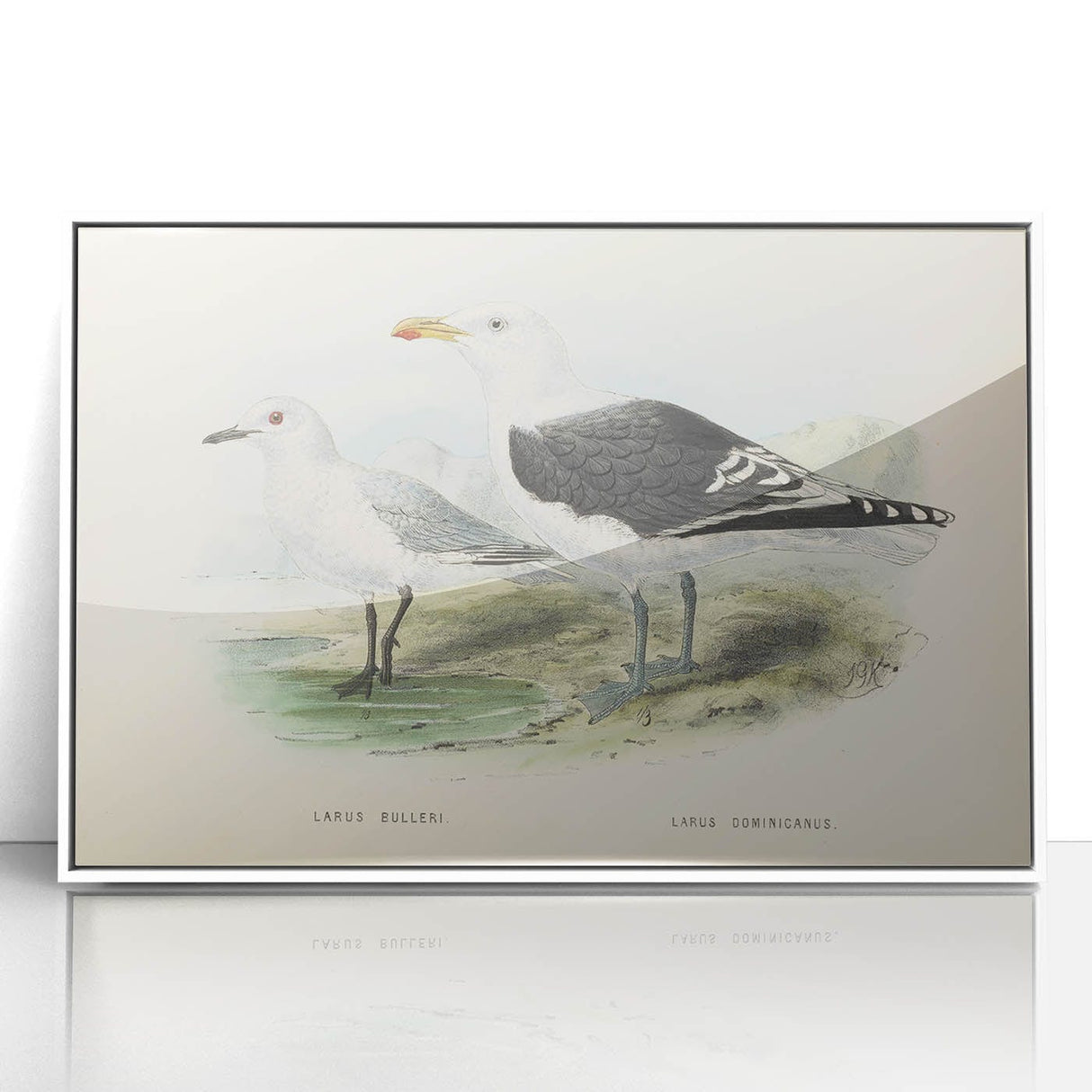 Vintage Animal Art: Seagull Illustration Art Print