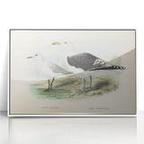Vintage Animal Art: Seagull Illustration Art Print