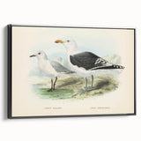 Vintage Animal Art: Seagull Illustration Art Print