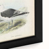 Vintage Animal Art: Seagull Illustration Art Print