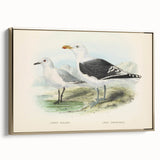 Vintage Animal Art: Seagull Illustration Art Print