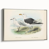 Vintage Animal Art: Seagull Illustration Art Print