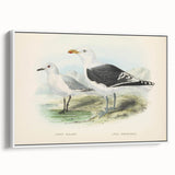 Vintage Animal Art: Seagull Illustration Art Print