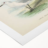 Vintage Animal Art: Seagull Illustration Art Print