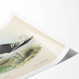 Vintage Animal Art: Seagull Illustration Art Print