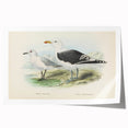 Vintage Animal Art: Seagull Illustration Art Print