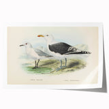 Vintage Animal Art: Seagull Illustration Art Print