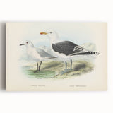 Vintage Animal Art: Seagull Illustration Art Print
