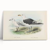 Vintage Animal Art: Seagull Illustration Art Print