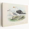 Vintage Animal Art: Seagull Illustration Art Print