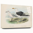Vintage Animal Art: Seagull Illustration Art Print