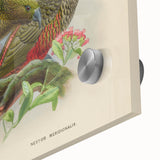 Vintage Animal Art: Parrot Illustration Art Print