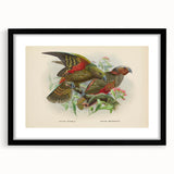 Vintage Animal Art: Parrot Illustration Art Print